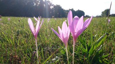 De voorjaarszon en aanmaak vitamine D