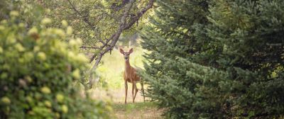 Hardlopen in de natuur? Geef dieren rust