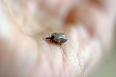 Lyme heeft lang invloed op kwaliteit van leven